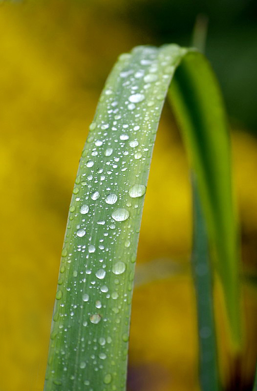 Tropfen_DDC3594 Kopie.jpg